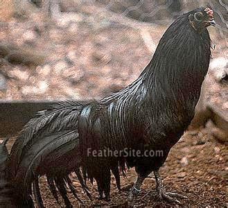 Midget mya gets a big black cock. What a weird-shaped black cock | IGN Boards