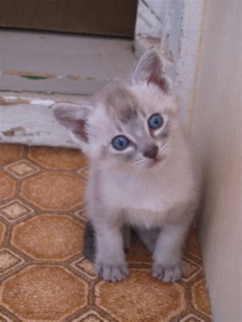 Some of these include the bengal, the devon rex, the siamese, as well as the. This is one of my Siamese cats the day we brought him home ...