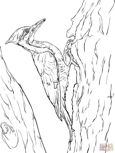 Coloring book page for kids. Woodpecker coloring, Download Woodpecker coloring for free ...