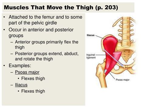 These muscle names are derived from latin. PPT - Names of Muscles are Descriptive PowerPoint Presentation - ID:2017536