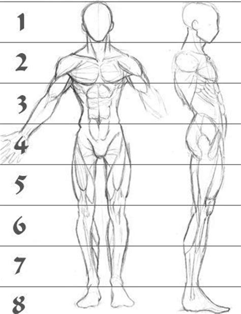 We hope you will use this picture in the study and. A sketch of human male anatomy from the front and right ...