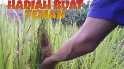 Namun faktanya, burung yang satu ini memang yang lebih umum untuk dipelihara. PANEN ANAK BURUNG PRENJAK DI SAMPING RUMAH - YouTube