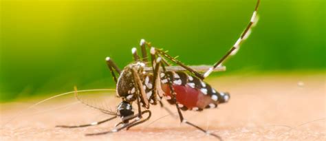 Pest control services in mumbai. HPC-Mosquito Pest Control Service in Mumbai, Navi Mumbai ...
