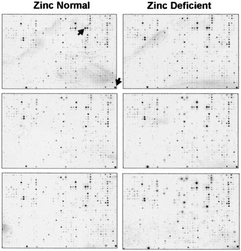 Damaris bausch‑fluck, andreas hofmann, thomas bock, andreas p. Phosphor images of Atlas Rat 1.2 arrays. Images from one experiment... | Download Scientific Diagram