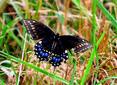 Though the majority are tropical, members of the family inhabit every continent except antarctica. Black Swallowtail Butterfly | Catherine Sherman