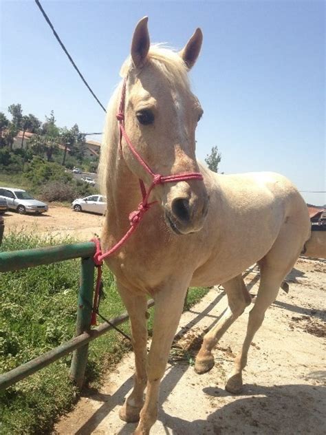 עוברים את מושב רמת רזיאל לכיוון מערב עד לכיכר. חוות סוסים רמת רזיאל, פנסיון לסוסים