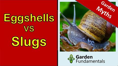 Application field test pros and cons tips and tricks +++ find out here +++. How To Get Rid of Slugs 🐌🐌🐌 Do Eggshells Work? - YouTube