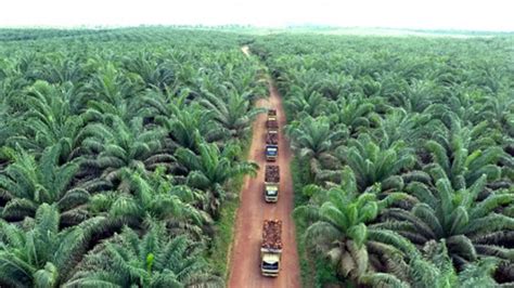5% max >>moisture & impurities (m&i): Palm Oil Prices Up Over 2% As Malaysia Slashes Export Duty ...