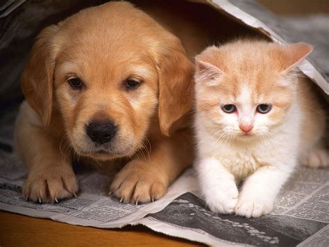 You'll also find dog beds, harnesses, leashes, carriers and accessories. Dog And Cat: A Tale Of Forbidden Love