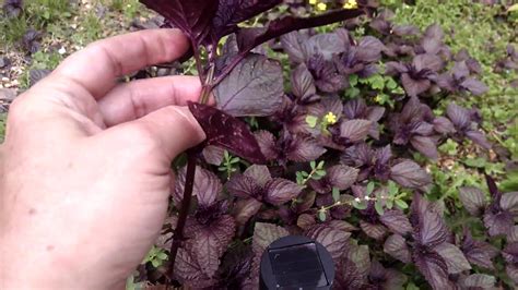 I don't want to go another season without pesto! What is this Purple plant it smells like black licorice ...