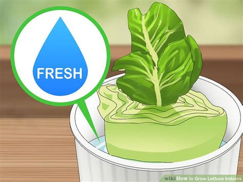 Any of these types would be ideal for this milk jug lettuce garden project. 3 Ways to Grow Lettuce Indoors - wikiHow