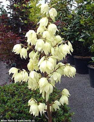 July 8 at 1:47 am. Yucca filamentosa | Garten.cz