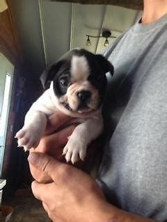 The d dilution series pigment. Black and White Brindle pied, French Bulldog puppies! 6 ...