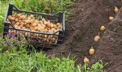 In kühleren bergregionen wartet man besser bis anfang, mitte mai. ⋆ Wie man Kartoffeln pflanzt ⋆ 🌼 Farmer