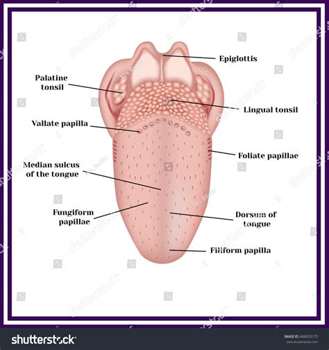 We did not find results for: The Structure Of Human Tongue Stock Vector Illustration ...