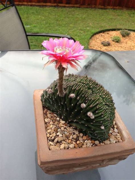 If you have an indoor cactus, you can force it to bloom more often by keeping it in a dark cool place multiple times. Echinopsis multiplex hybrid crest. Crested cacti are often ...