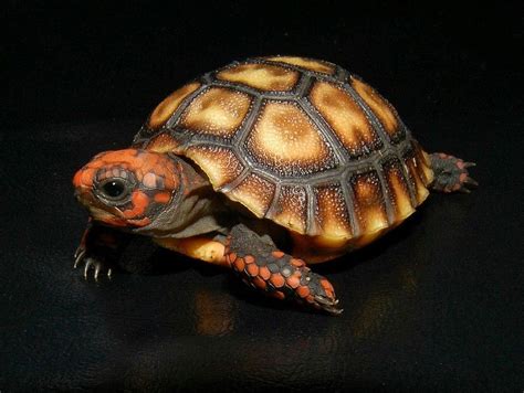 Check out our red footed tortoise selection for the very best in unique or custom, handmade pieces from our shops. Red Foot Tortoise For Sale Cheap - Risala Blog