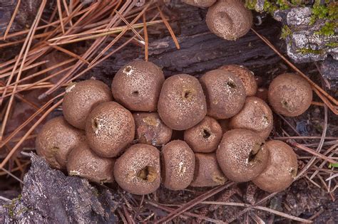 Maybe you would like to learn more about one of these? ALIEN COVENANT - Killer Pods on the Broken Tree Trunks ...