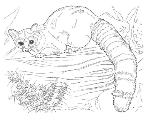 Kids enjoy animal coloring pages with beautiful birds, cats, dogs, and horses. Free Printable Raccoon Coloring Pages For Kids