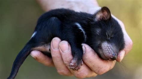 It has a squat and thick build, with a large head and a tail which is about half its body length. Tasmanian devils take off on a highland run | The Mercury