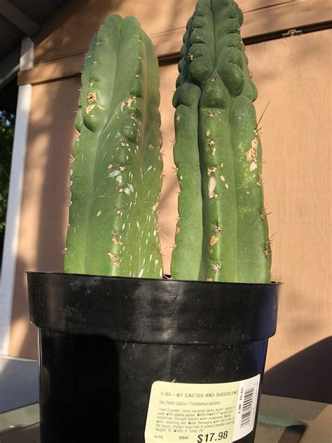 Plantae division fungal infection of the skin: new San Pedro cactus : druggardening