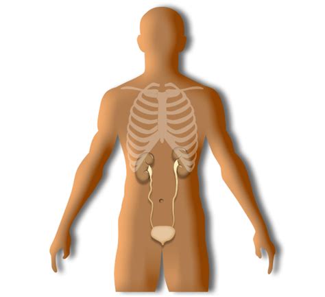 Calcium is also present as ions in the. What Organs Are On Your Right Backside In The Body Ofa Man ...