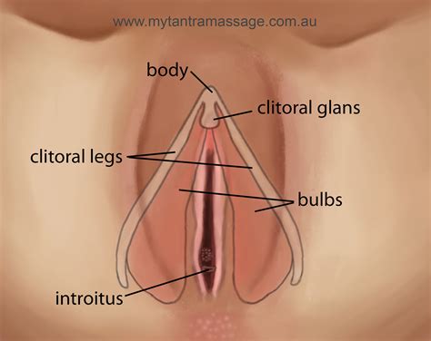 A lesson in female anatomy. Female masturbation diagram - Hot Naked Pics