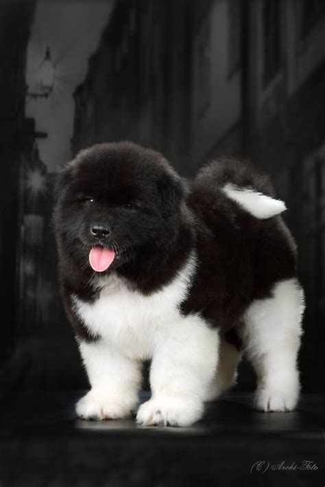 Find your new companion at nextdaypets.com. Adorable American Akita puppy. | Akita puppies, Akita ...