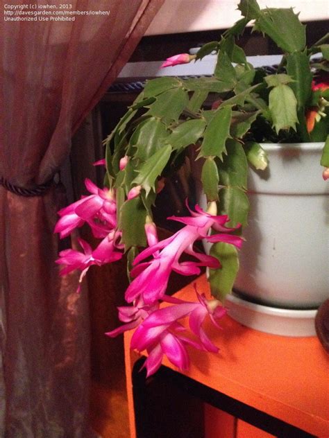 White christmas cactus for sale online our christmas cactus white does well in bright and indirect light. PlantFiles Pictures: Schlumbergera Hybrid, Crab Cactus ...