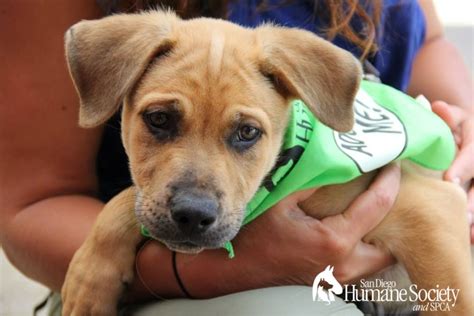 Henry county humane society offers animals for adoption in henry county, ga. Pin by Brianne Youngberg on San Diego Humane Society ...