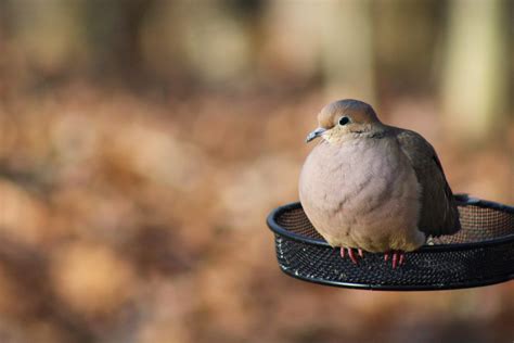 The eurasian collared dove, often referred to as collared dove, is native to subtropical asia. Mourning dove trying to stay warm. I think their beauty is ...