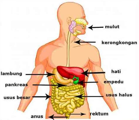 Fungsinya adalah mengubah gerak putaran roda gigi menjadi. Alat Pencernaan Makanan pada Manusia dan Fungsinya ...