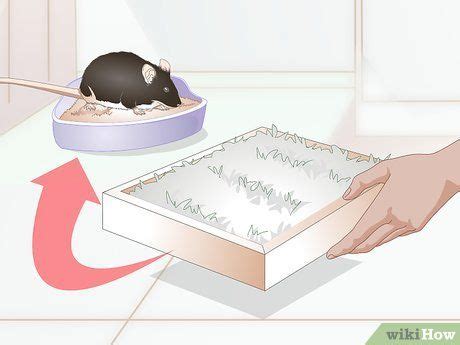 How do i teach them not to do that anymore? Litterbox Train Your Rat | Pet rats, Litter box, Diy ...