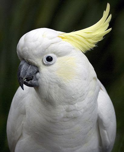 Di antara tarian daerah yang ada di daftar ini, jaipong merupakan tarian yang muncul di era yang relatif lebih modern. Pin oleh Madani di Burung cantik (Dengan gambar) | Burung ...