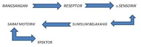 Lengkung refleks paling sederhana adalah lengkung refleks yang mempunyai satu sinaps antara neuron aferent dan eferent. Makalah Lengkung Refleks / Doc Makalah Penghantaran Impuls ...