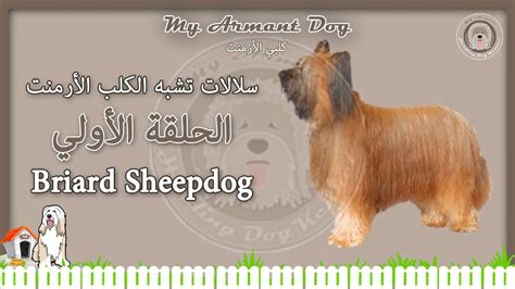 إعرف أكثر عن الحياة والعمل في banque saudi fransi. كلب الرعي الفرنسي Briard Sheepdog - YouTube