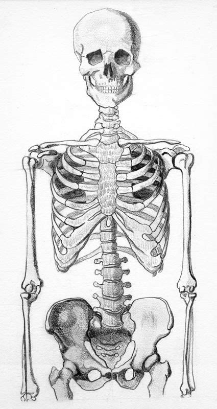 Download files and build them with your 3d printer, laser cutter, or cnc. Skeleton Half | Skeleton drawings, Human anatomy art ...