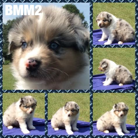 The australian shepherd mix can come in a variety of coats. Australian Shepherd Puppies for Sale