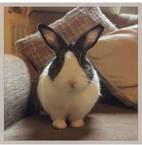 We did not find results for: lovely male rabbit | Stourbridge, West Midlands | Pets4Homes