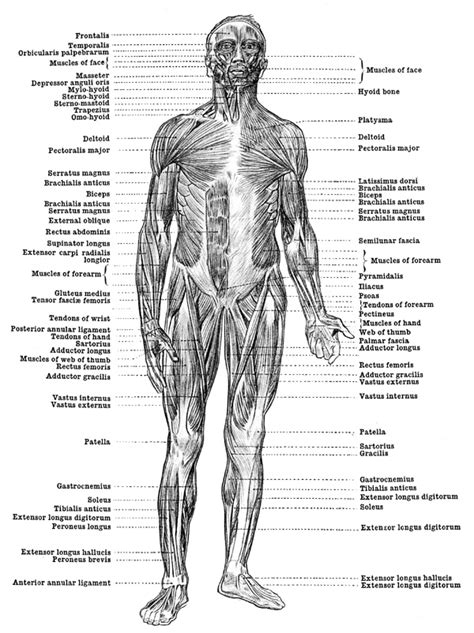 The muscular system consists of various types of muscle that each play a crucial role in the function of the body. Human Anatomy Muscles - Muscles of the Body - Front View