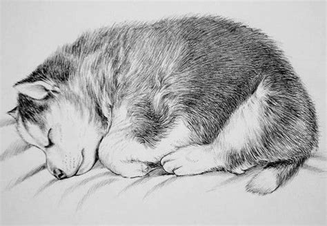 Husky coloring pages in a4 format for children of any age. aww, huskie, and dog image | Dog images, Baby huskies ...