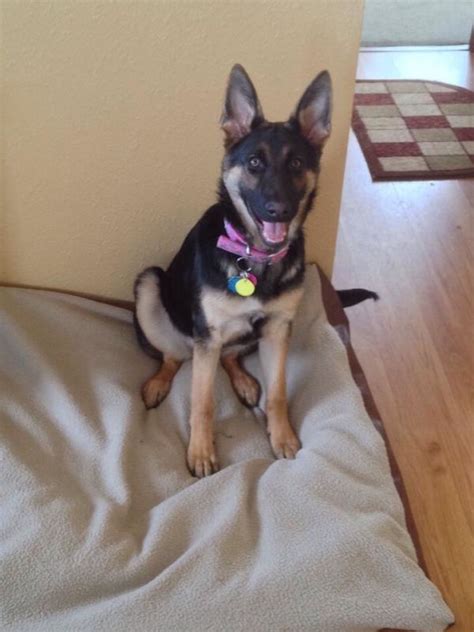 Maybe you would like to learn more about one of these? How much to feed her? - German Shepherd Dog Forums