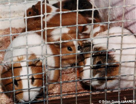 Cosmetic Animal Testing Pictures - Stop Testing Life