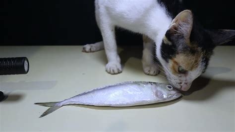 How often should your cat feed on fish? Cat VS Raw Fish | Can cat eat raw fish? - YouTube