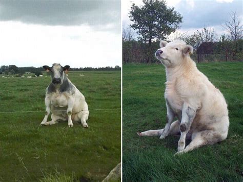 Did you know that cows sometimes sit like dogs? These Cows Sitting Like Dogs Are Going To Make Your Day Better