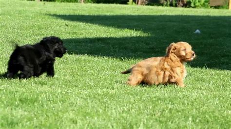 These loving, intelligent standard bernedoodle puppies are a cross between a bernese mountain dog and a standard poodle. Miniature Bernedoodle Puppies For Sale - YouTube