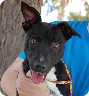 Adoptions are now by appointment only. Las Vegas, NV - Mixed Breed (Medium) Mix. Meet Rhonda, a ...