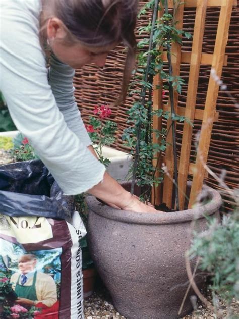 They can also be treated as specimen plants. How to Grow Flowering Vines in Containers...many compact ...