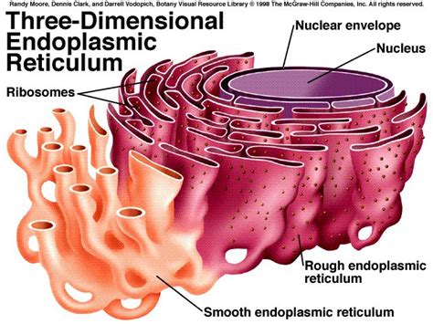 The er is a continuation of the outer nuclear membrane and its varied functions. Knowledge Class: Endoplasmic Reticulum (ER)