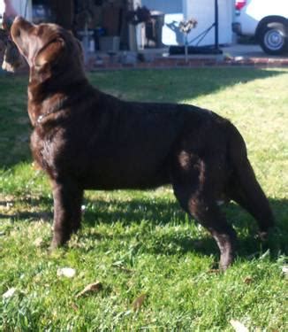 My beautiful new grand doggie chocolate english labrador. GORGEOUS AKC ENGLISH CHOCOLATE LAB PUPPIES for Sale in ...